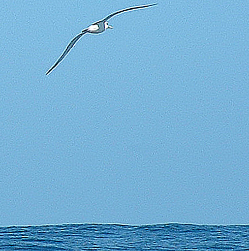 Albatross over Bass Strait