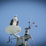 Fish Eagle Perched on Mast