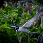 Bridled Tern, Lady Musgrave Island