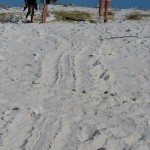 Nesting Turtle tracks at Lady Musgrave Island