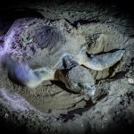 Turtle nesting at Mon Repos Beach