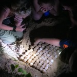 Turtle eggs at Mon Repos