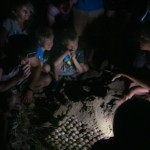 Turtle eggs at Mon Repos