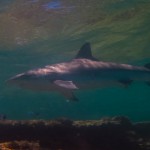 Black Tip Reef Whaler Shark at Lady Musgrave Island