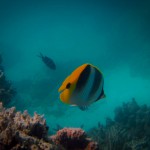 Butterfyl Fish, Lady Musgrave Island