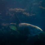 Leatherback Turtle at Lady Musgrave Island