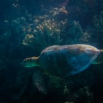 Leatherback Turtle at Lady Musgrave Island