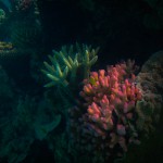 Coral at Lady Musgrave Island