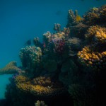 Coral at Lady Musgrave Island