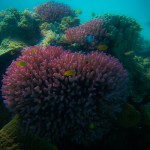 Coral at Lady Musgrave Island