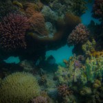 Coral at Lady Musgrave Island