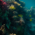 Coral at Lady Musgrave Island