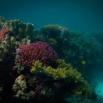 Coral at Lady Musgrave Island