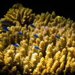 Blue-green Damselfish (Chromis Viridis), Lady Musgrave Island