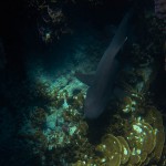 White Tip Reef Shark (Juvenile) at Lady Musgrave Island