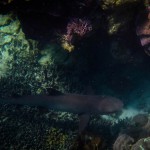 White Tip Reef Shark (Juvenile) at Lady Musgrave Island