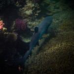 White Tip Reef Shark (Juvenile) at Lady Musgrave Island