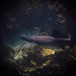 White Tip Reef Shark (Juvenile) at Lady Musgrave Island