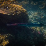 Chinese trumpetfish (flutemouth), (Aulostomus chinensis), Lady Musgrave Island