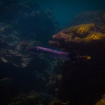 Chinese trumpetfish (flutemouth), (Aulostomus chinensis), Lady Musgrave Island