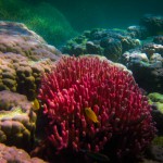 Coral at Lady Musgrave Island