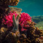 Coral at Lady Musgrave Island